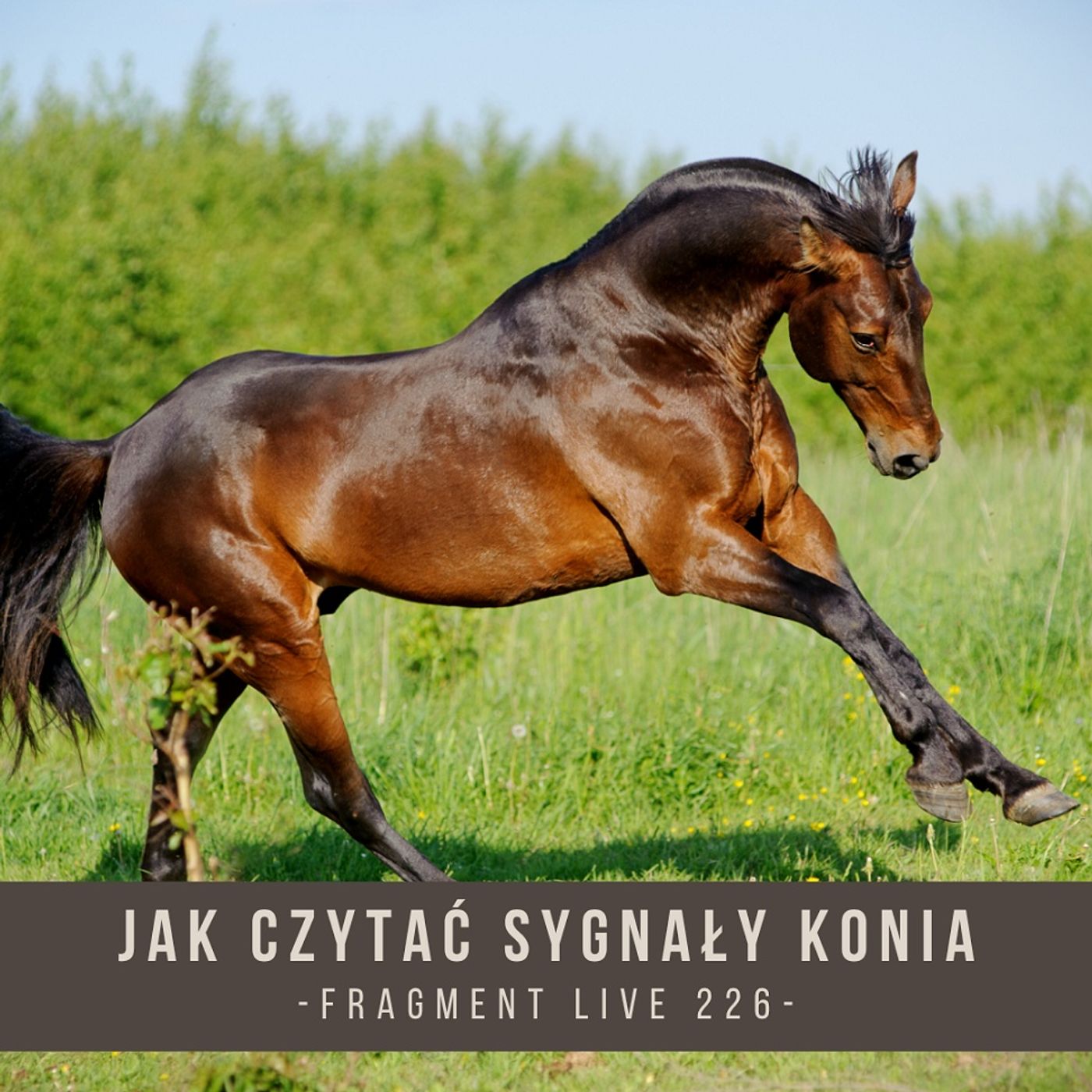Jak czytać sygnały konia - fragment live 226
