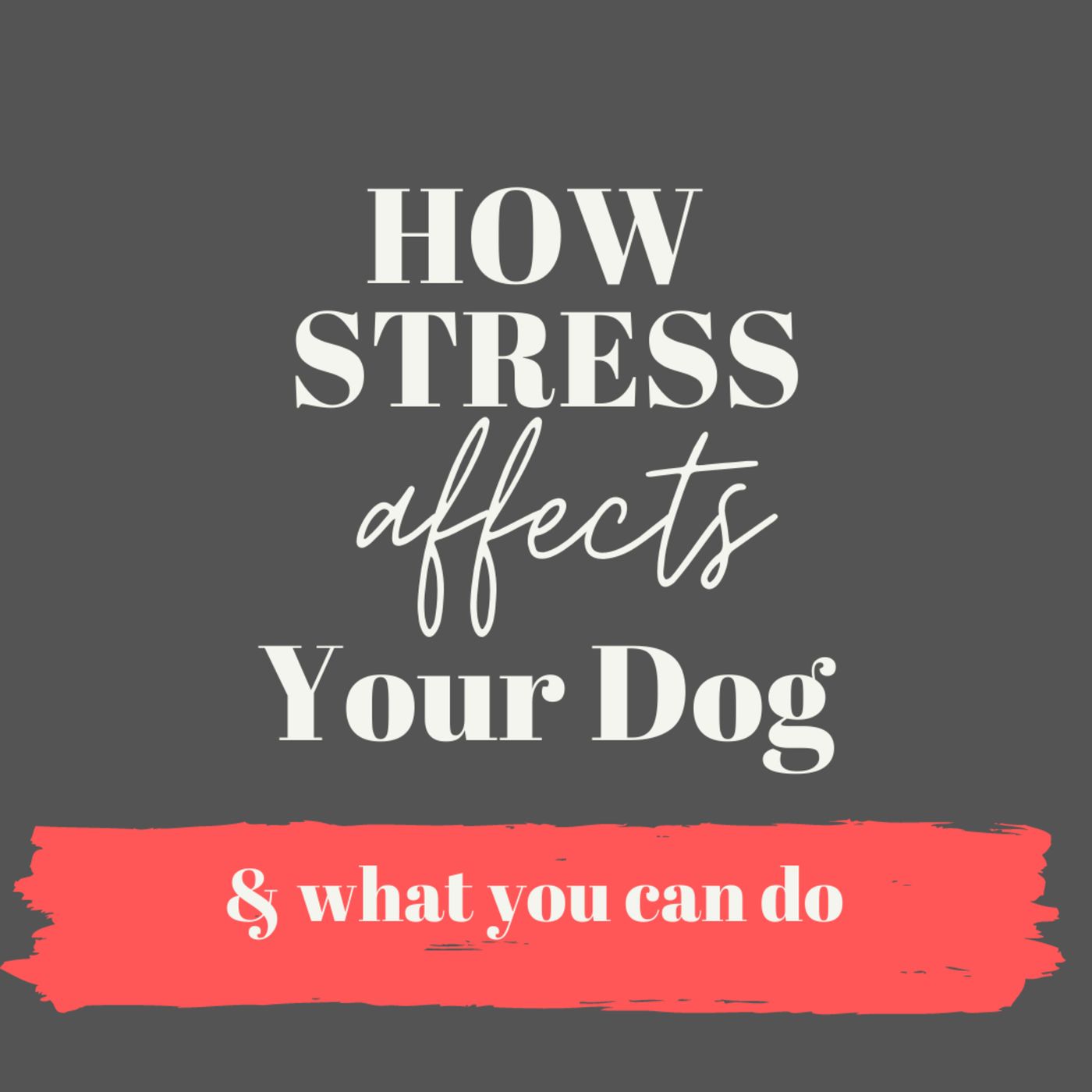 Stress: How It Affects Your Dog