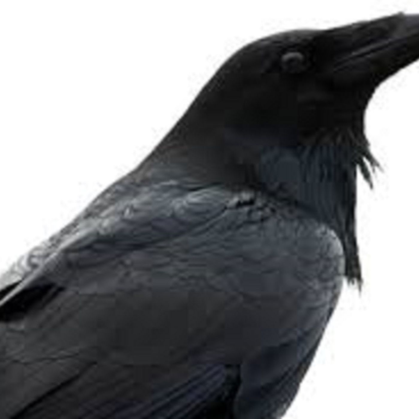 The Raven Barks episode artwork