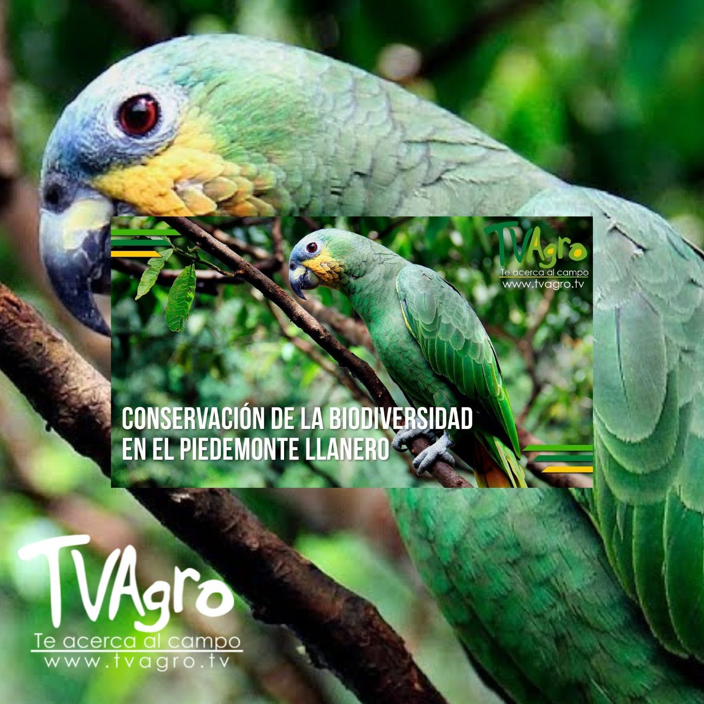 TV AGRO