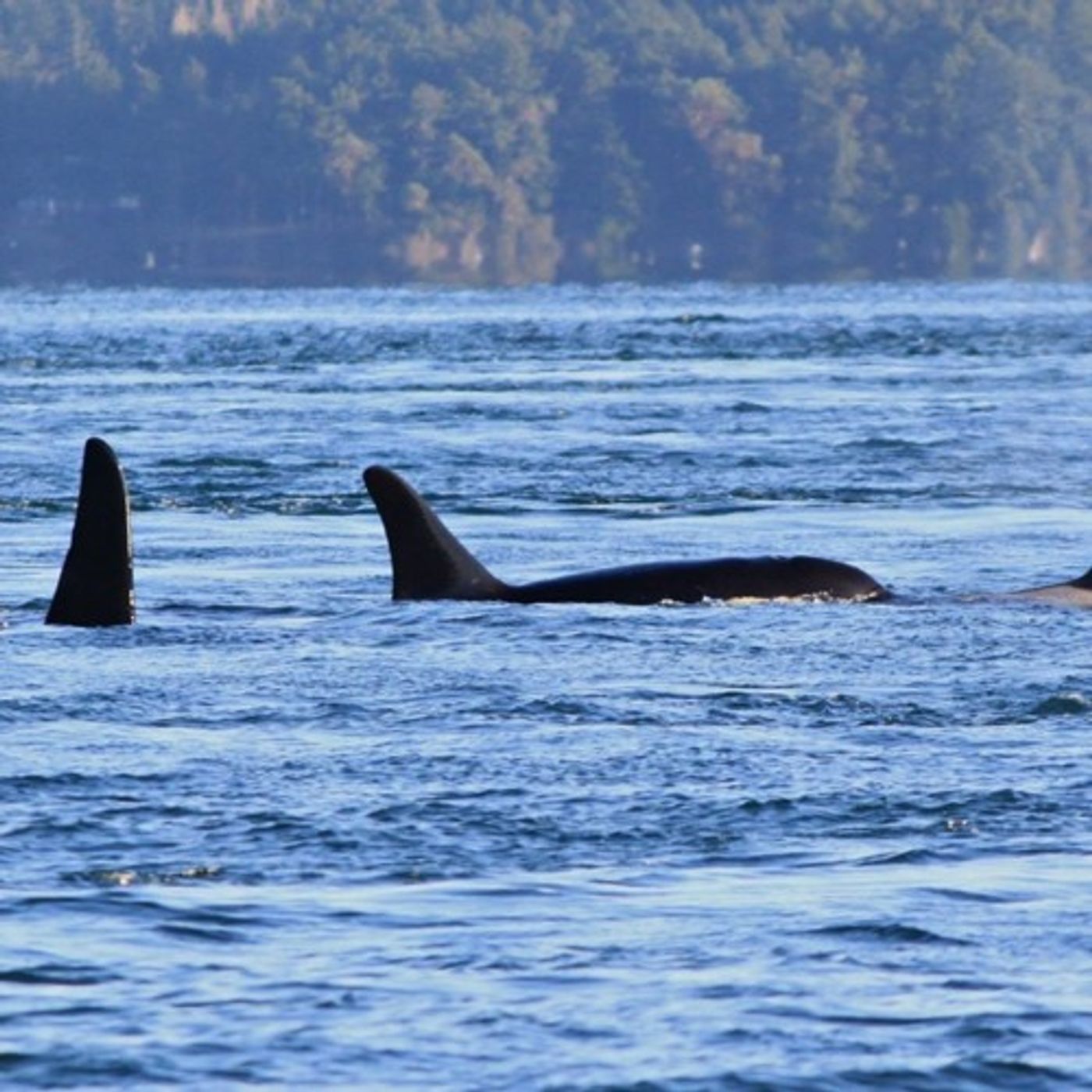Endangered Puget Sound Orca Died While Pregnant, Scientists Learn episode artwork