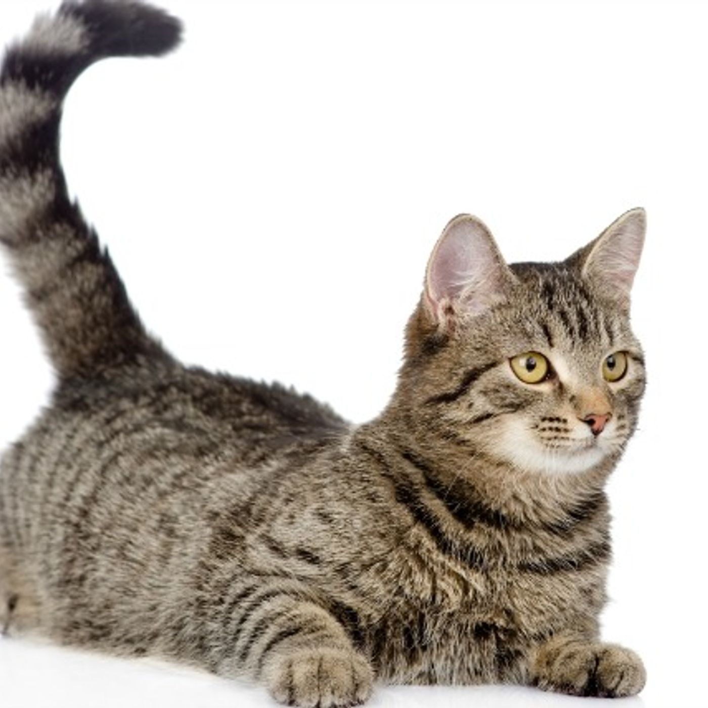 Cats are better than dogs