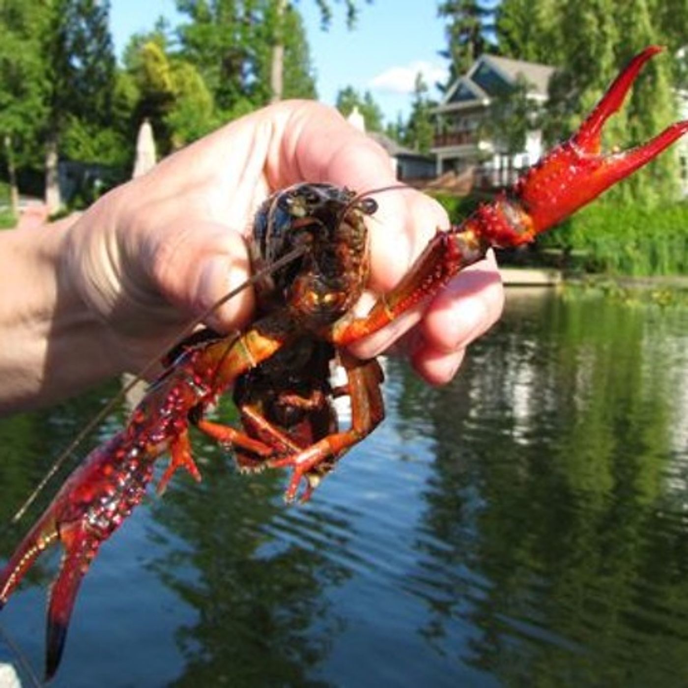 Crayfish Turf Wars Of The Northwest episode artwork