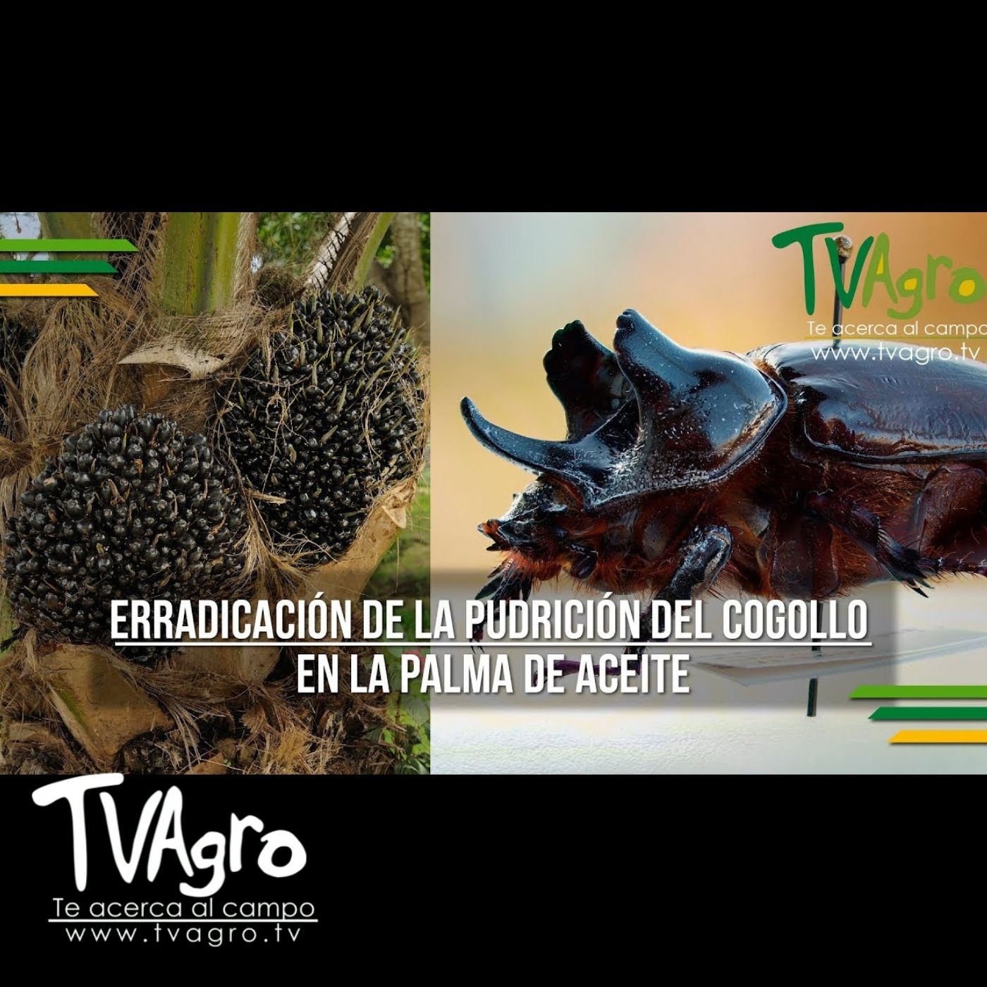 TV AGRO