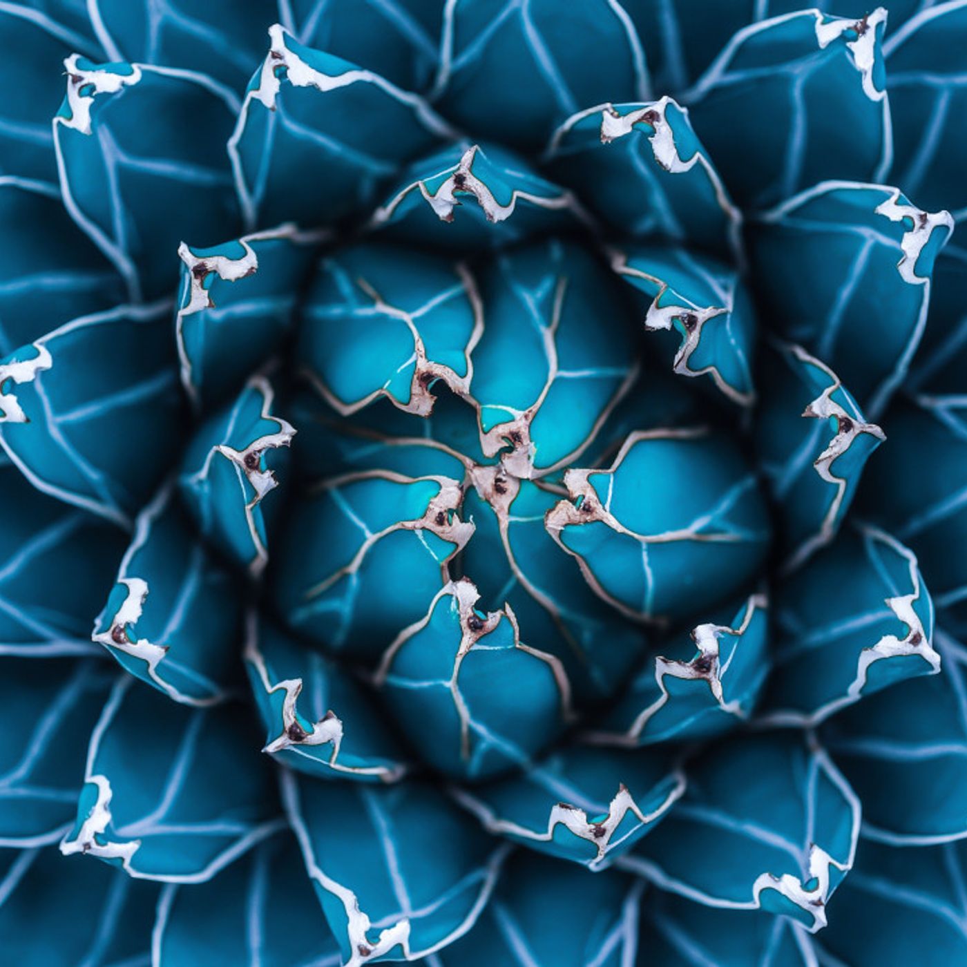Perché il colore blu è cosi difficile da trovare in natura episode artwork
