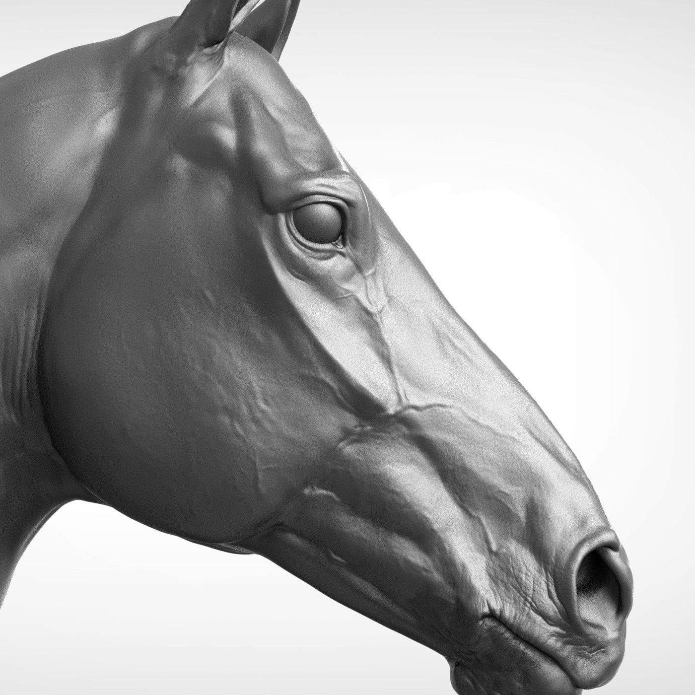 Historias de Miedo Mayo 1 2020 CABEZA DE CABALLO