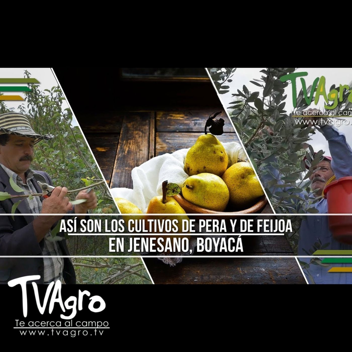 TV AGRO