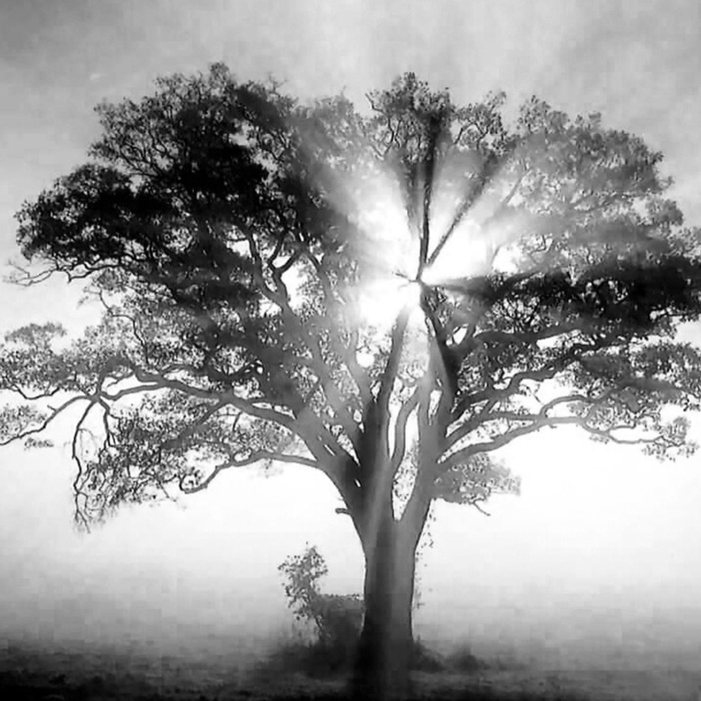 El Arbol episode artwork