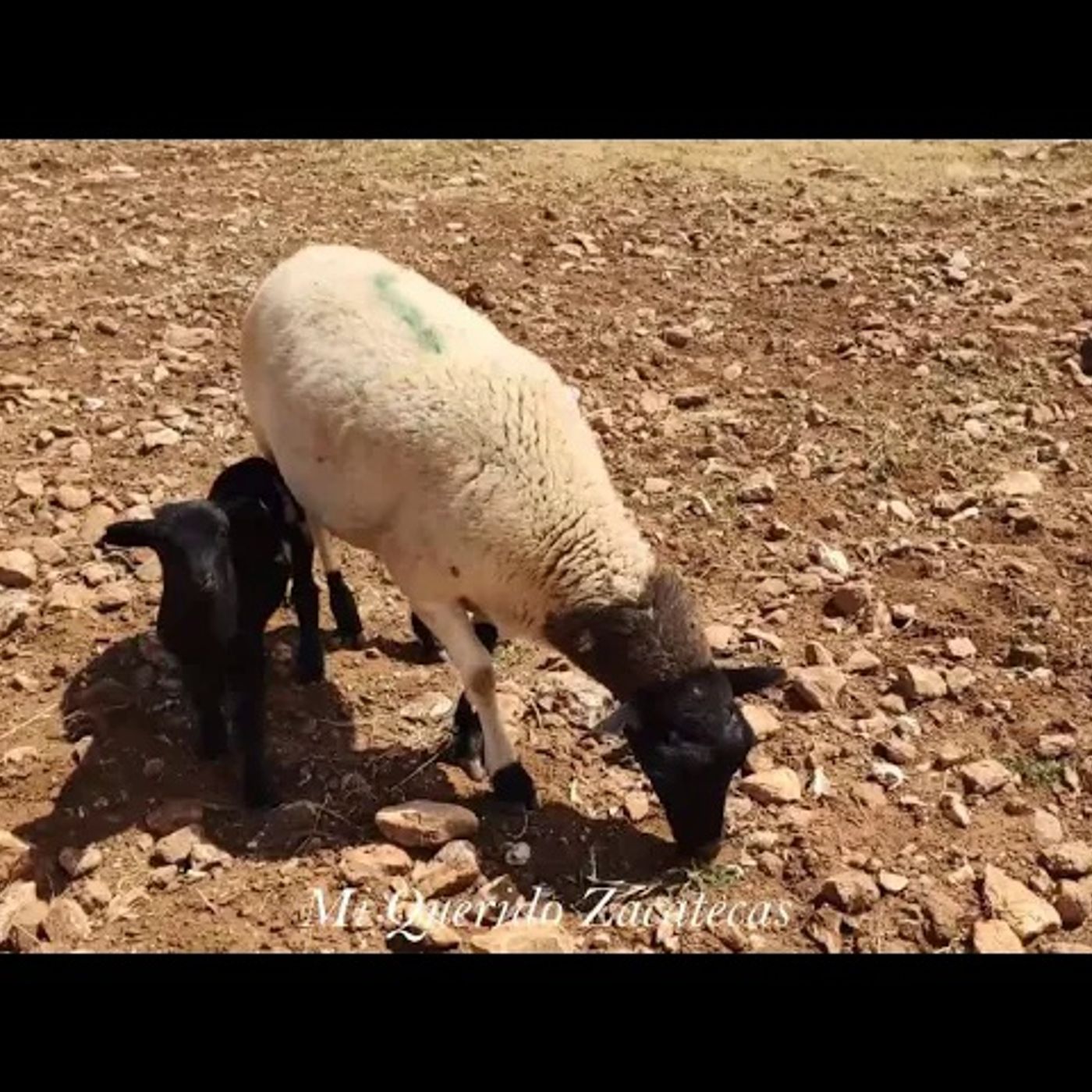_CUIDANDO BORREGAS EN JUAN ALDAMA ZACATECAS_