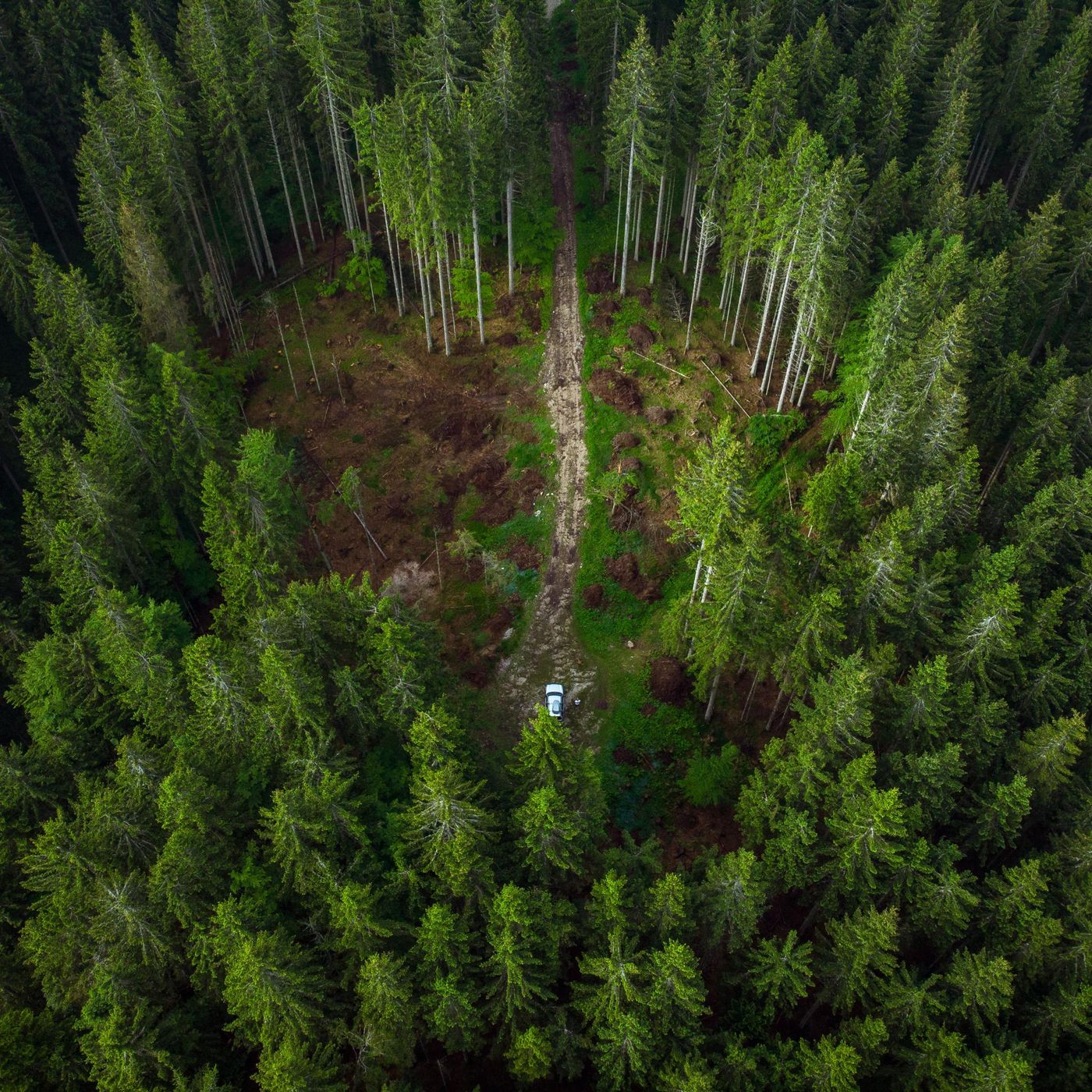 Windy Netherlands Pine Forest - 10 Hours Sleep Sound