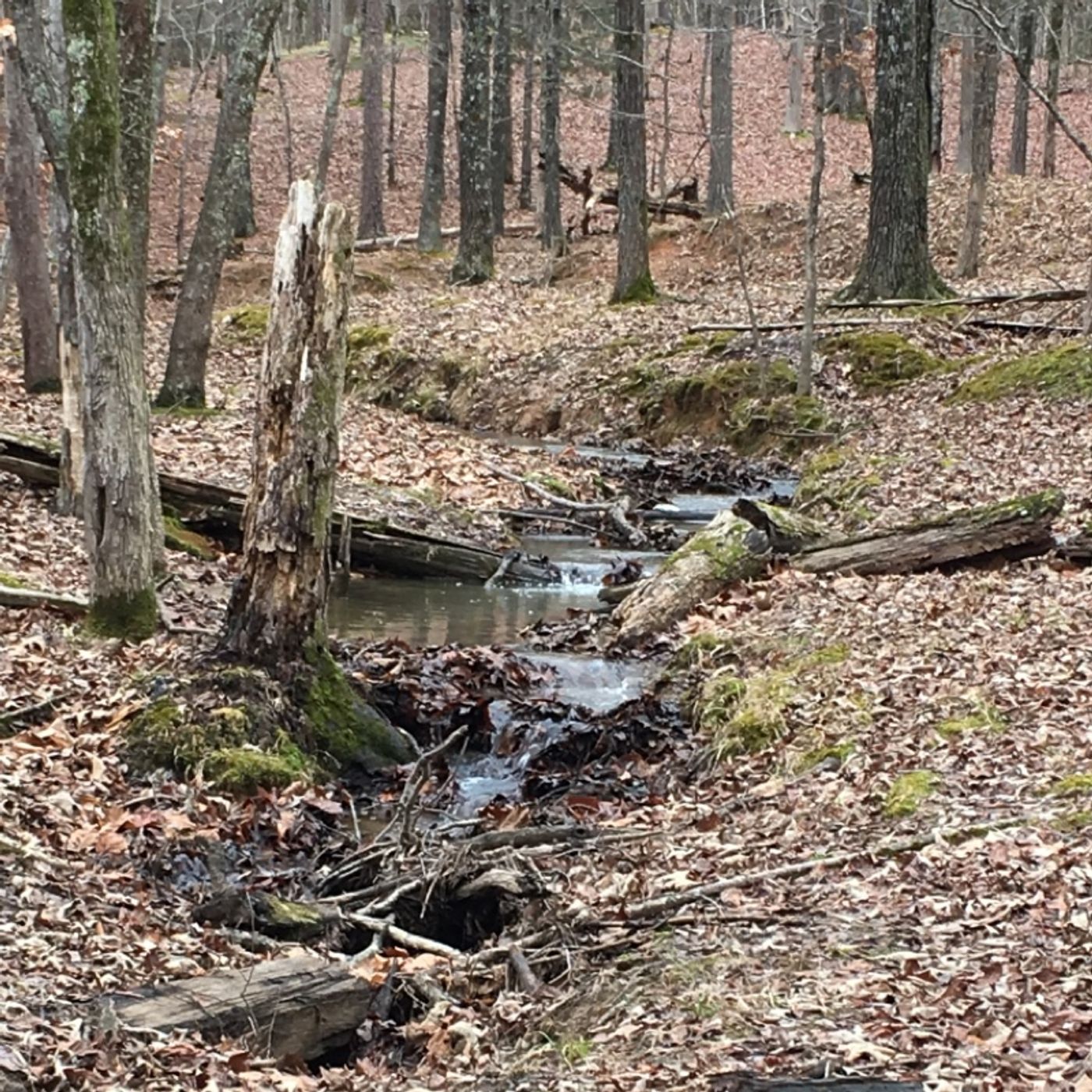 Eastern Hunting - How-To Guide Firearms Gear Terrain Tactics Calibers Rifles Shotguns