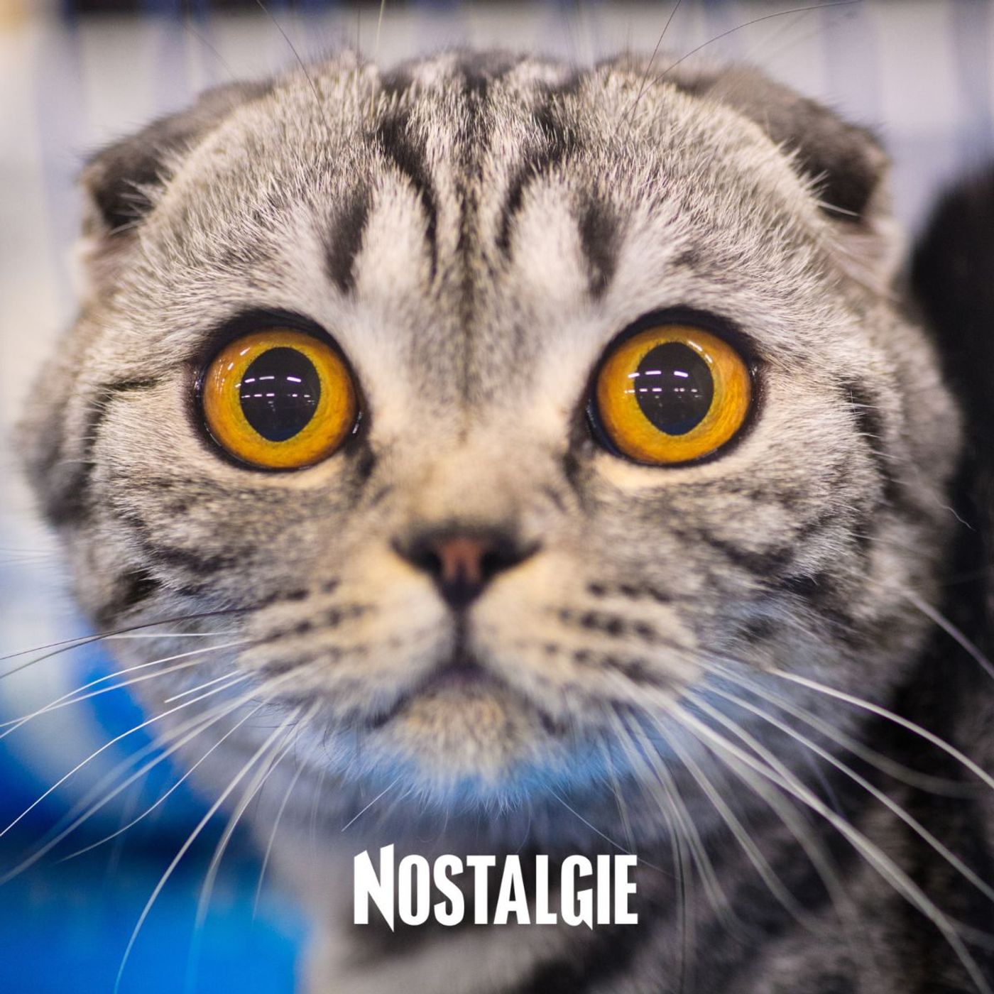 Miracle en Angleterre : son chat revient après avoir été déclaré mort et incinéré episode artwork
