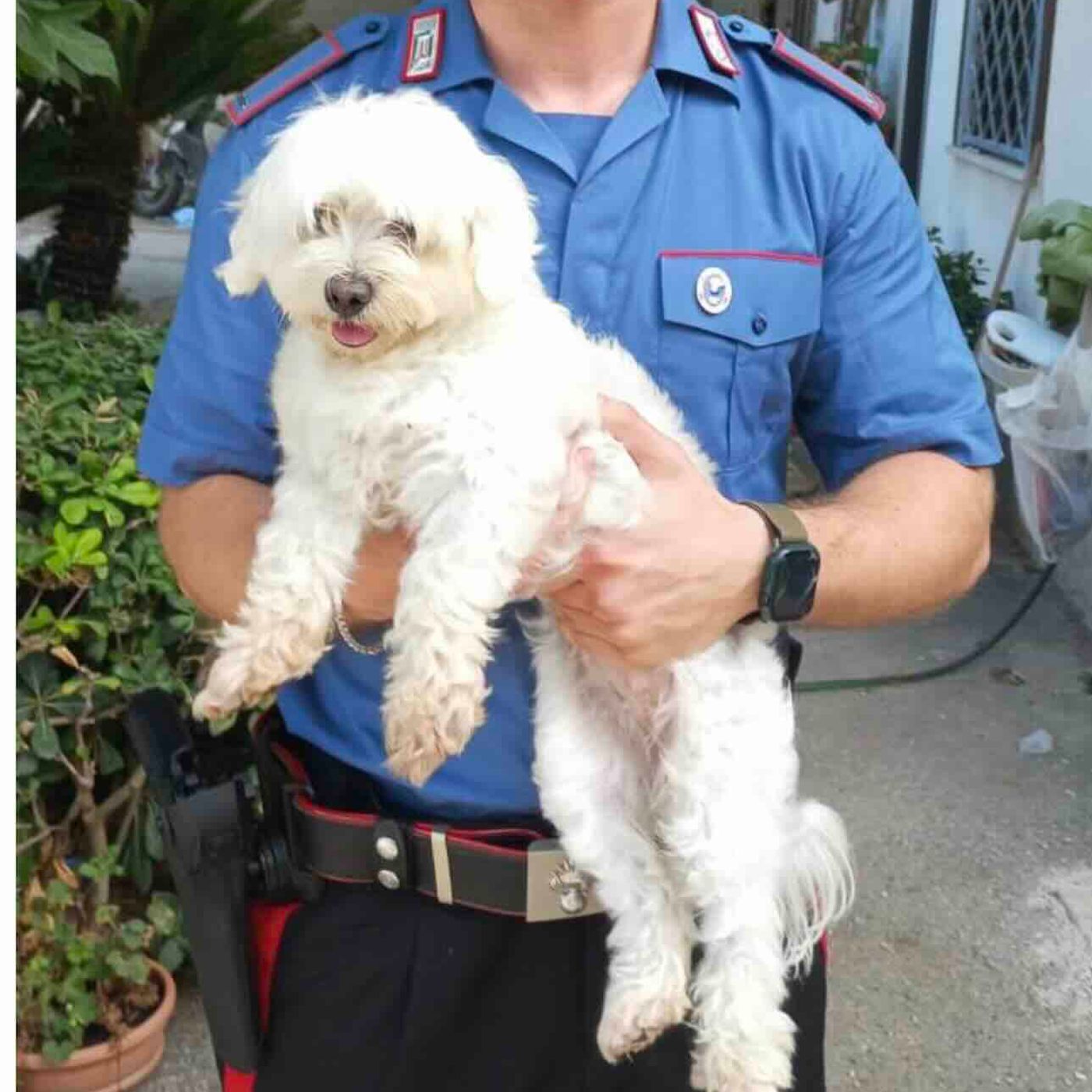 Giugliano, rapisce un cane maltese e chiede soldi per la restituzione: arrestato 16enne episode artwork