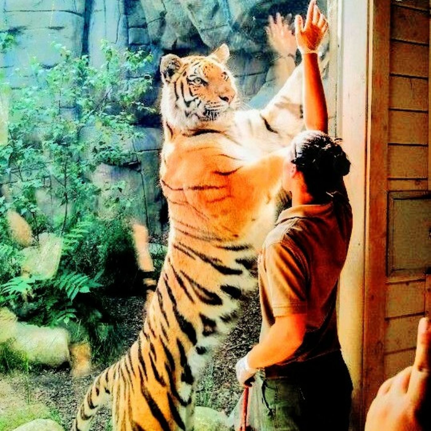 Zoológico episode artwork
