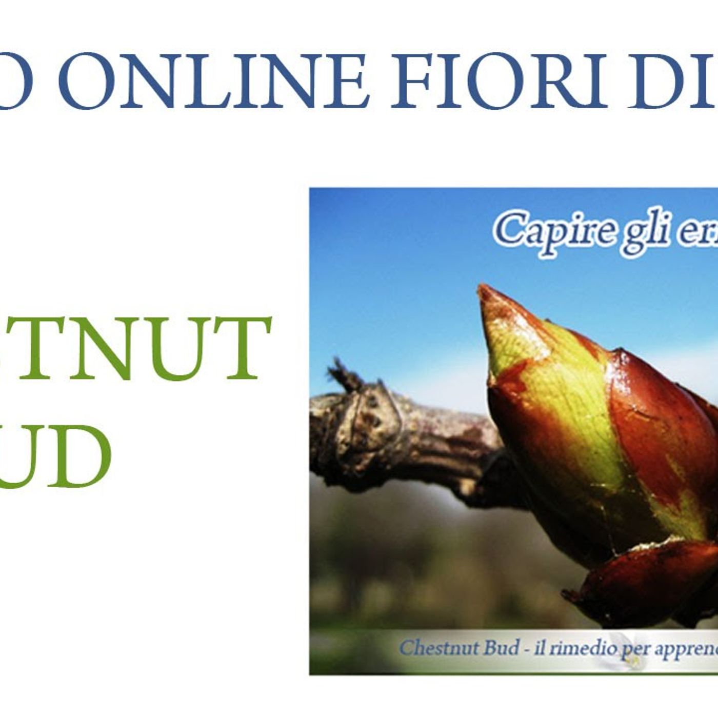 Corso online fiori di Bach - Chestnut Bud
