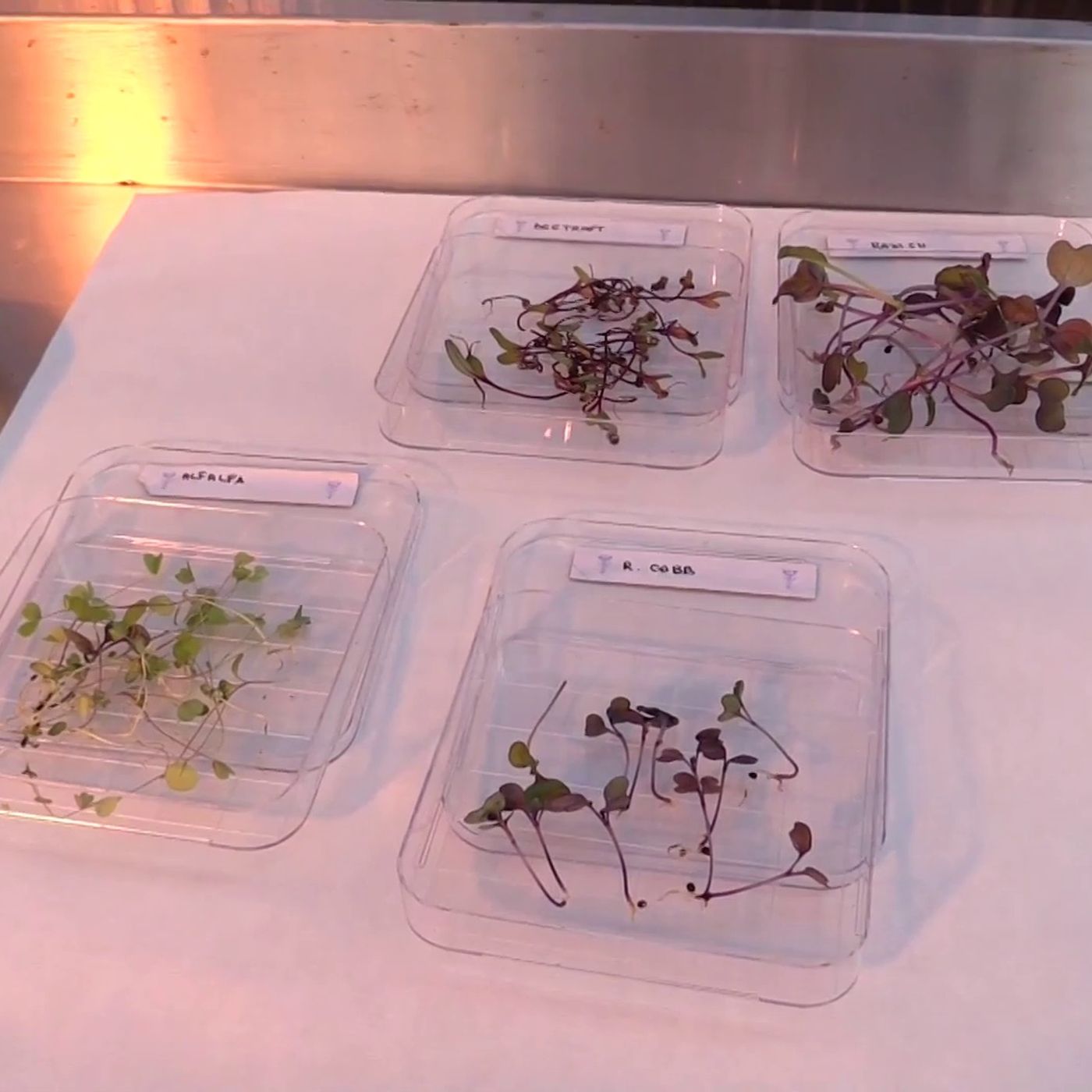 Deeep Space- coltivazioni spaziali Deeep Space- coltivazioni spaziali