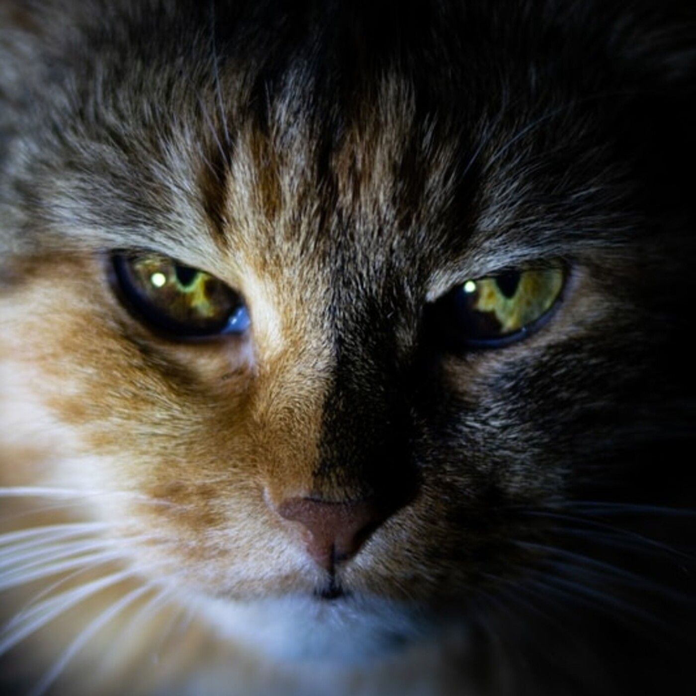 Historias de Miedo Octubre 27 2020 EL GATO QUE HABLA