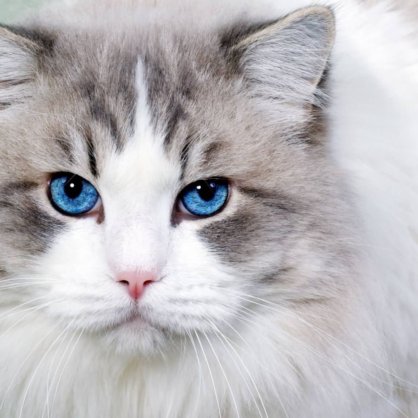 Benefit of having cat