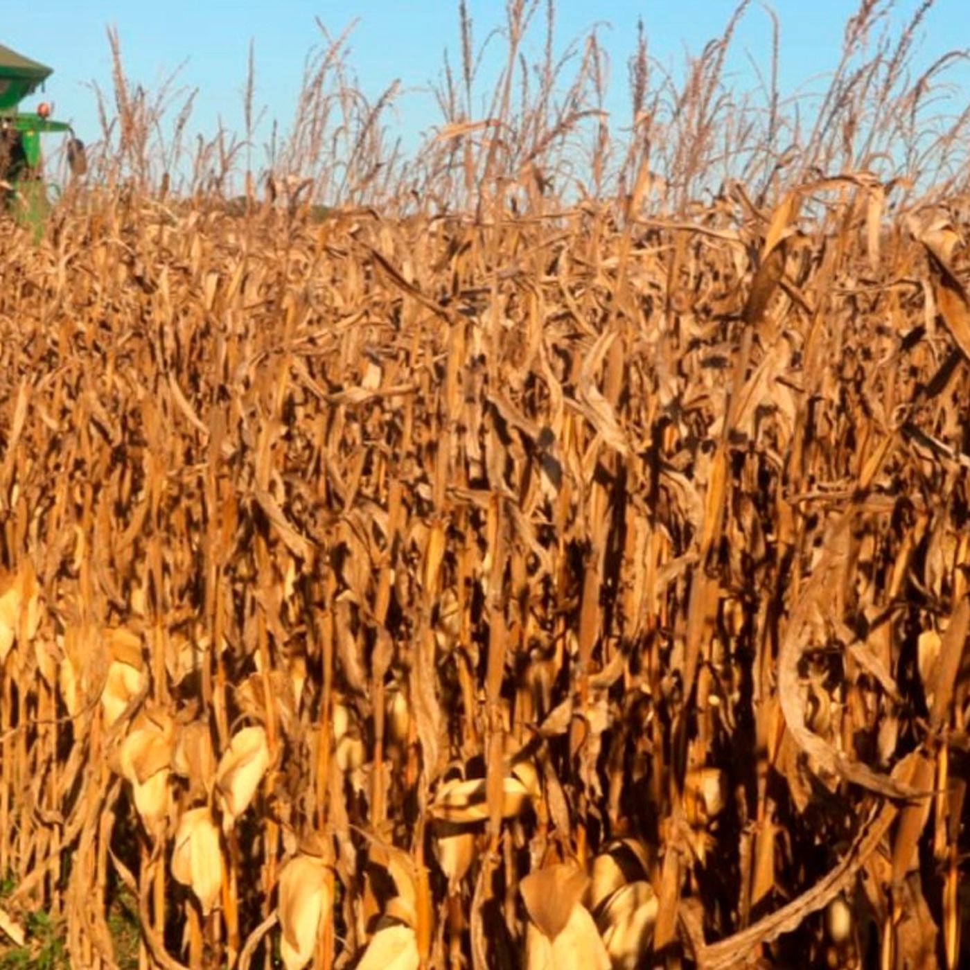 Notícias Agrícolas