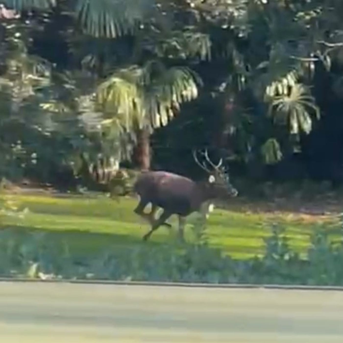 Cervo in centro: impanicato, si rifugia nel parco di una villa. Traffico in tilt per il recupero – VIDEO