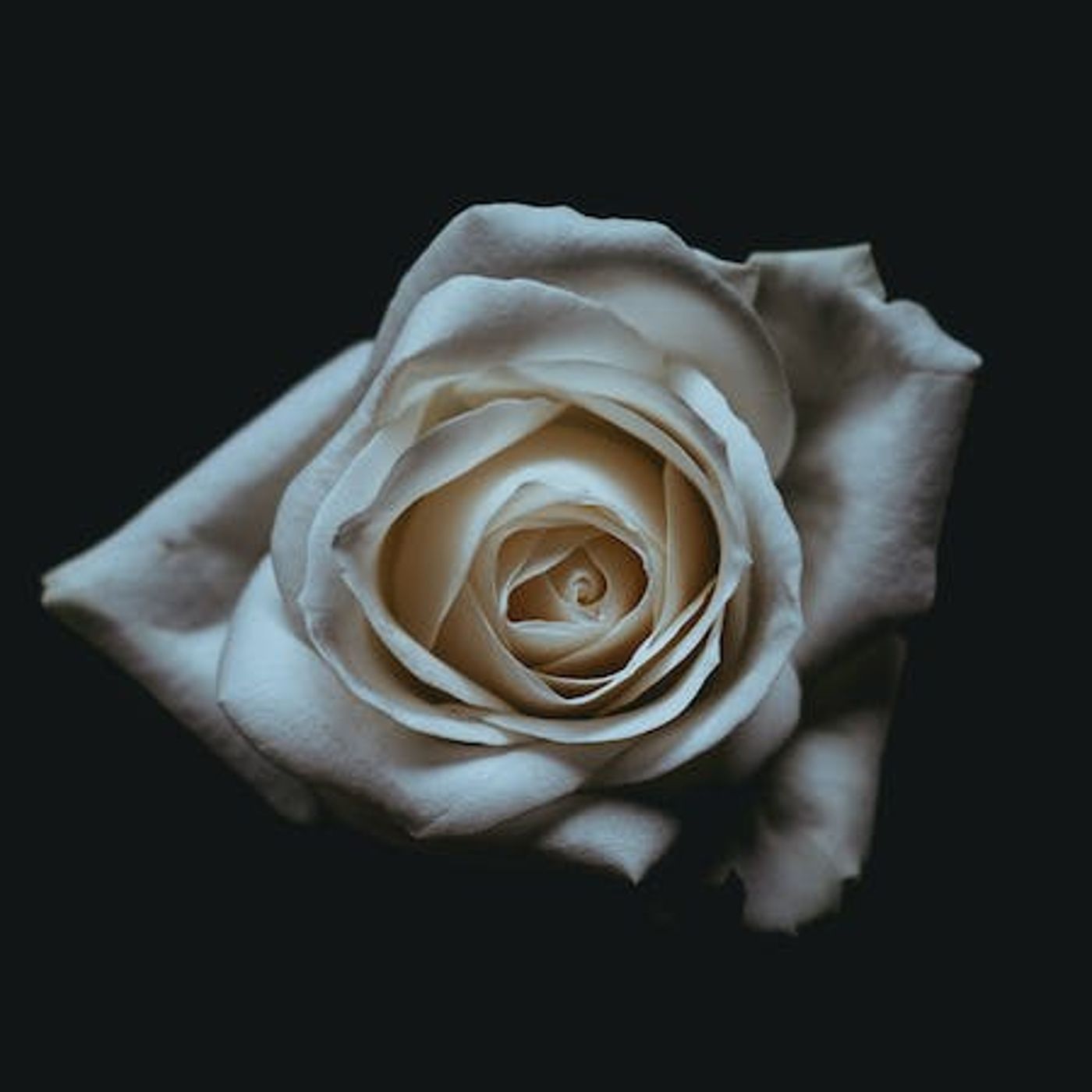 Would You Attend a Gay Wedding?