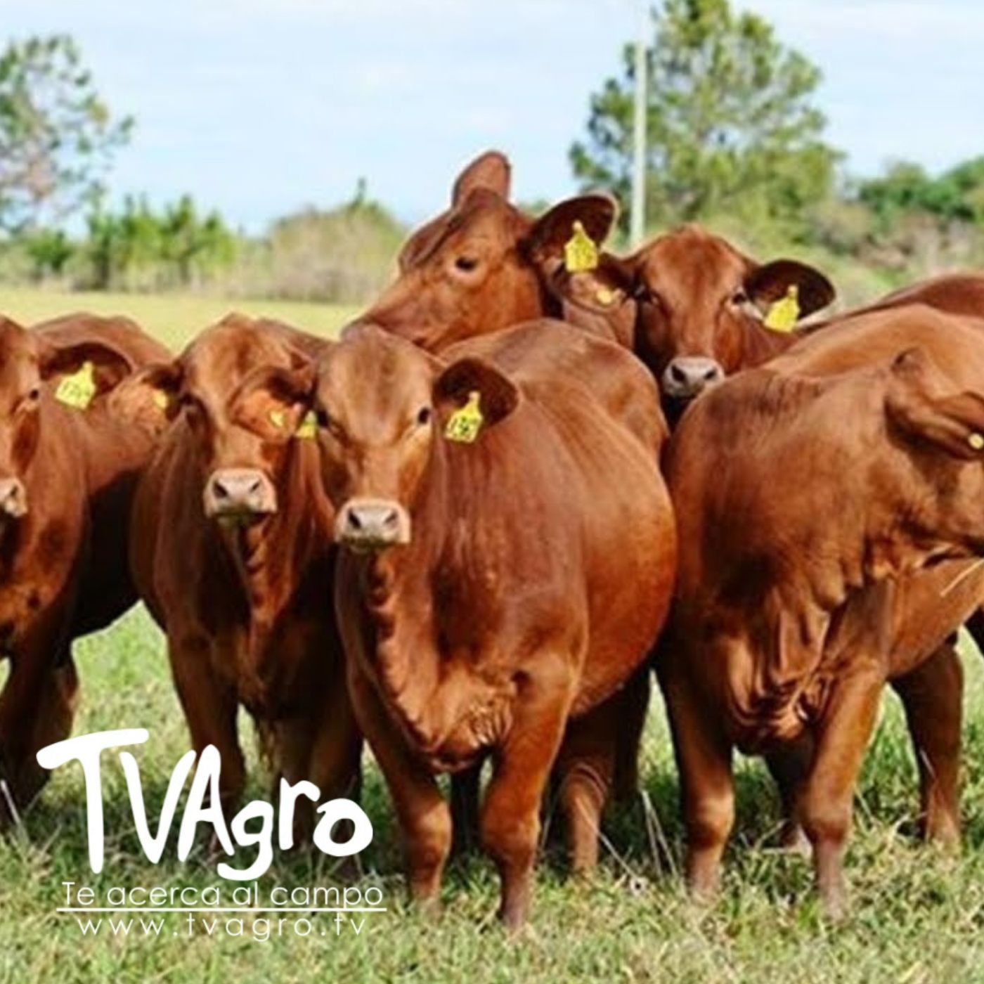 TV AGRO