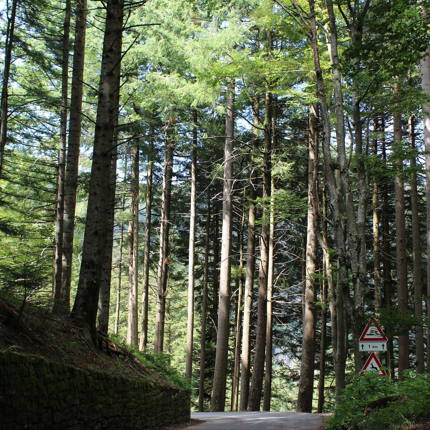 Let's meet the forrest!