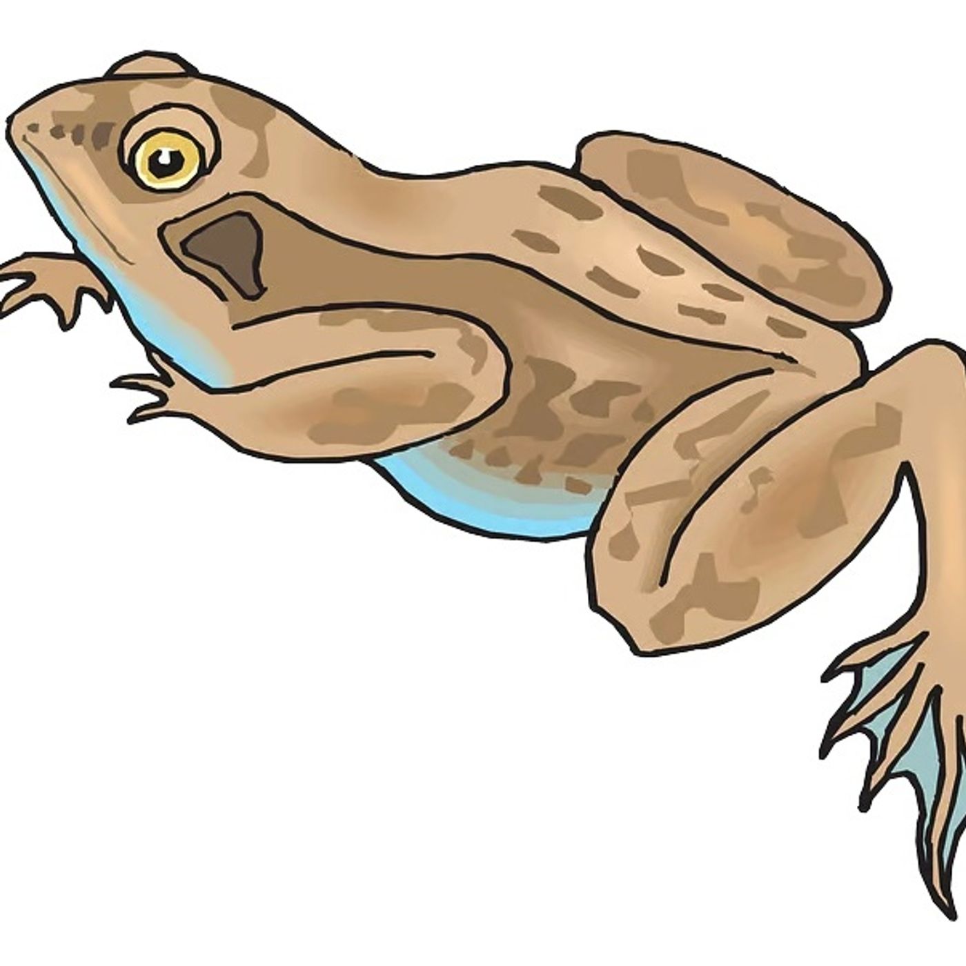 Mevrouw Kikker verandert haar jurk | Verhalen Over De Natuur episode artwork