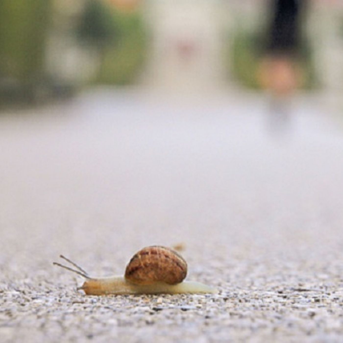 (Joke of the Day) A Bad Day for This Snail! episode artwork