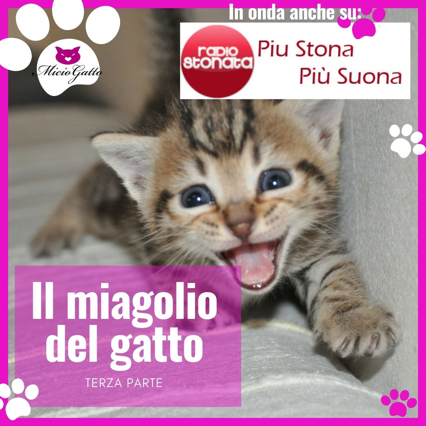 MicioGatto - Tutto sui gatti!