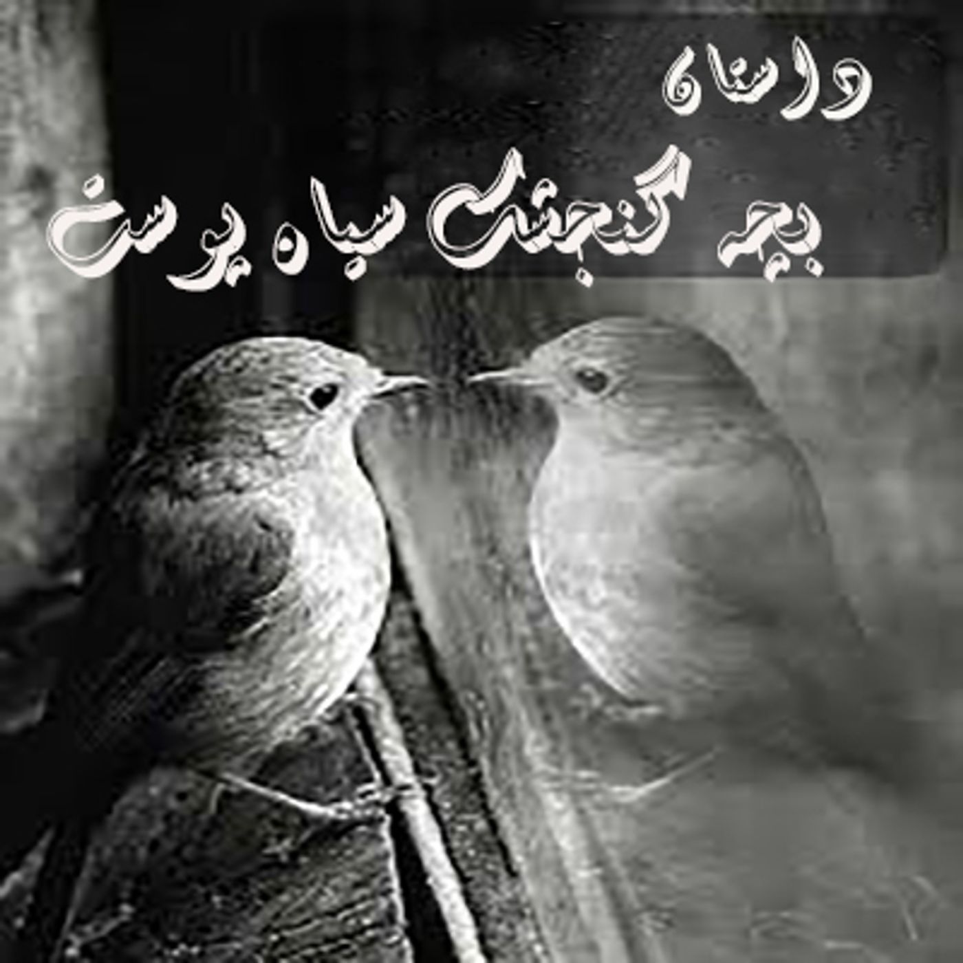 داستان  بچه گنجشك سياه پوست