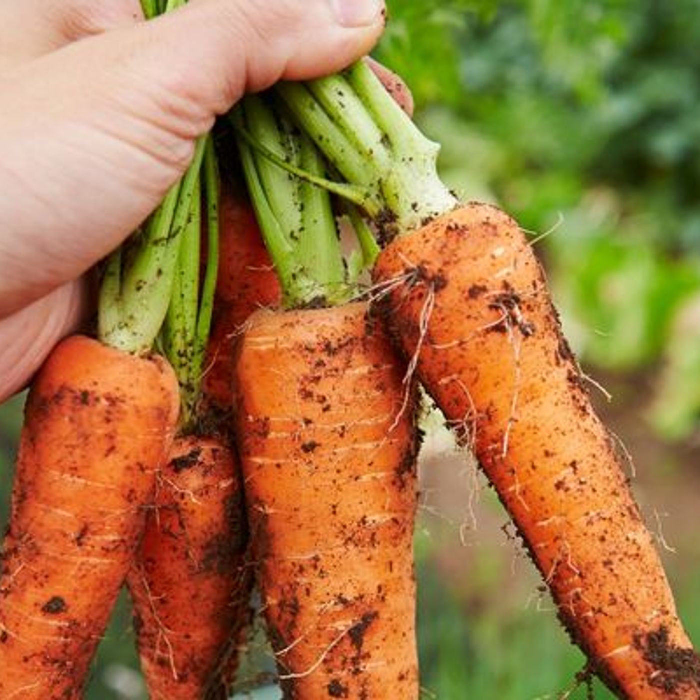 Le glanage : une solution écologique, économique et solidaire pour manger sain episode artwork