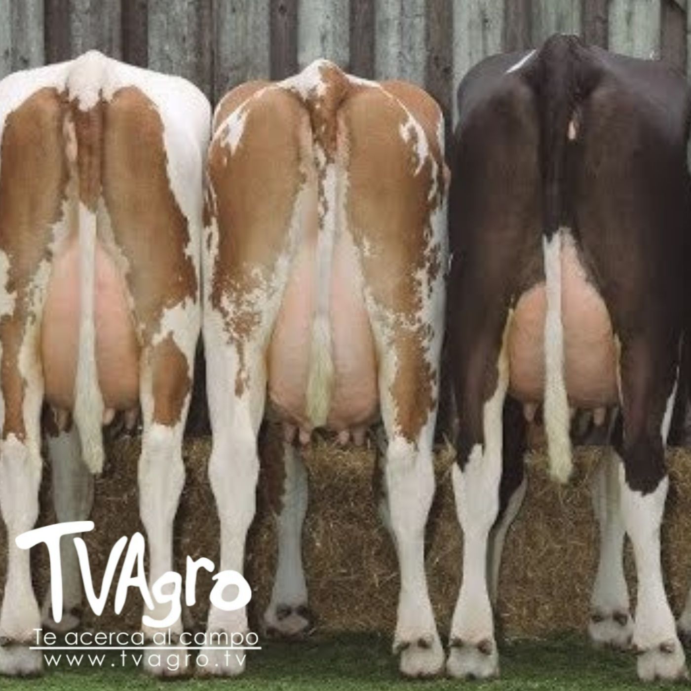 TV AGRO