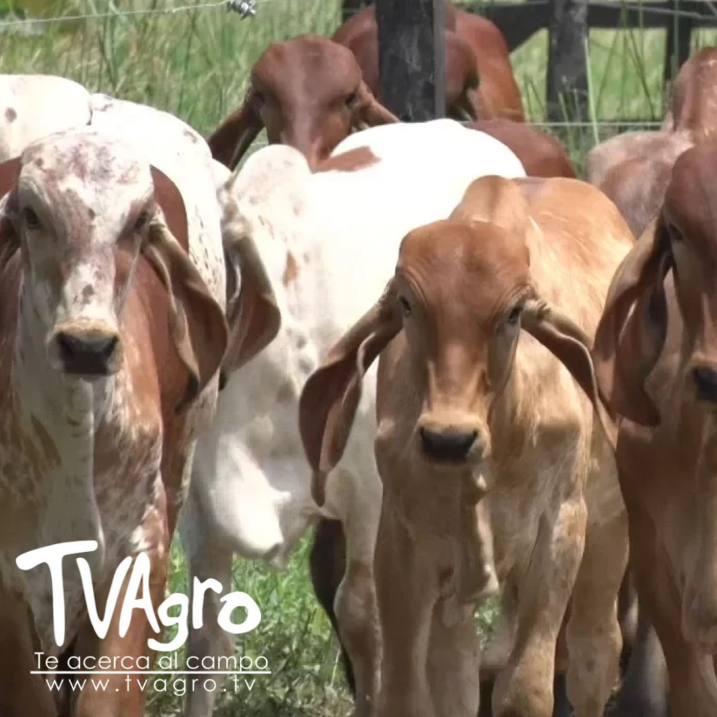 TV AGRO
