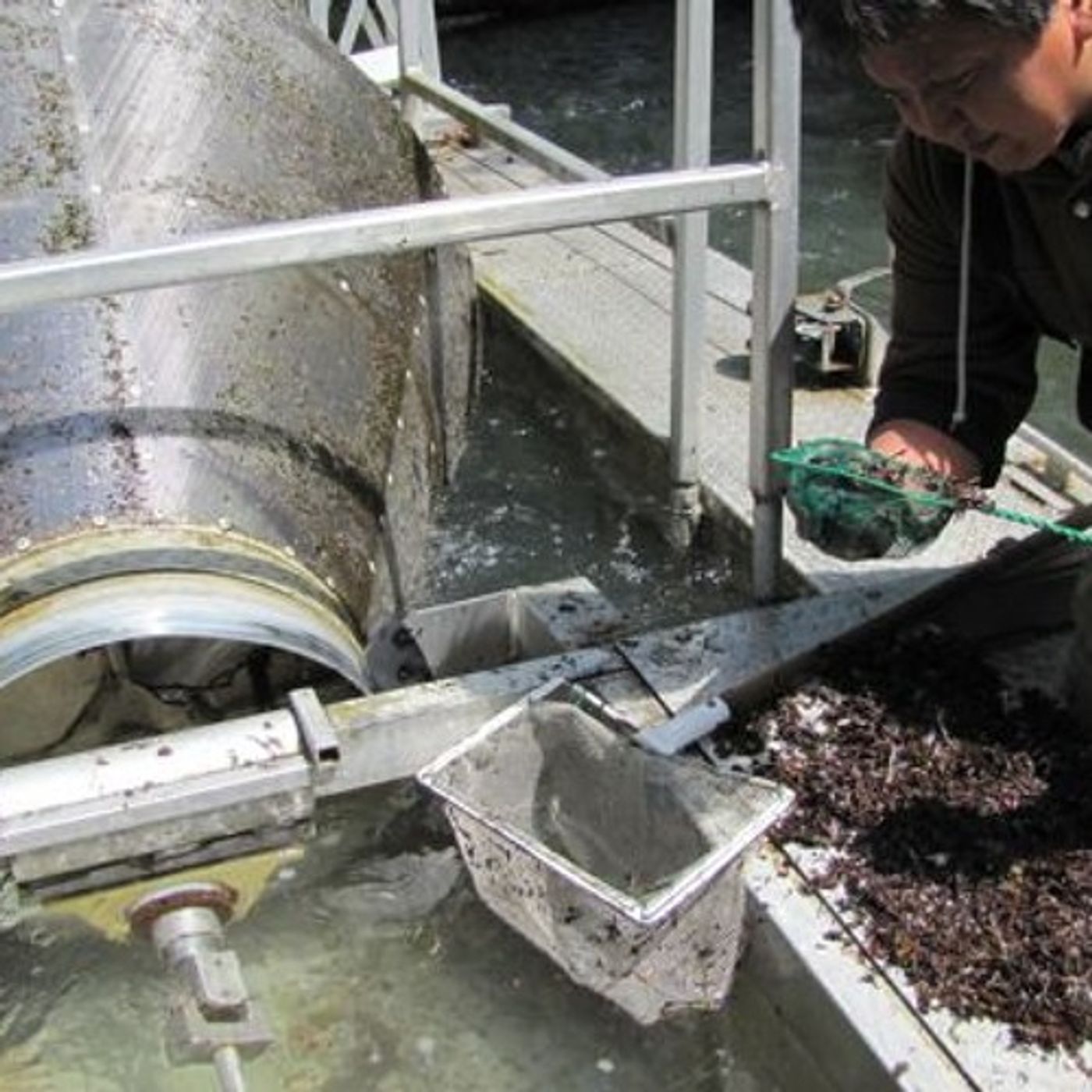 Spring Brings New Life To Washington's Recovering Elwha River episode artwork