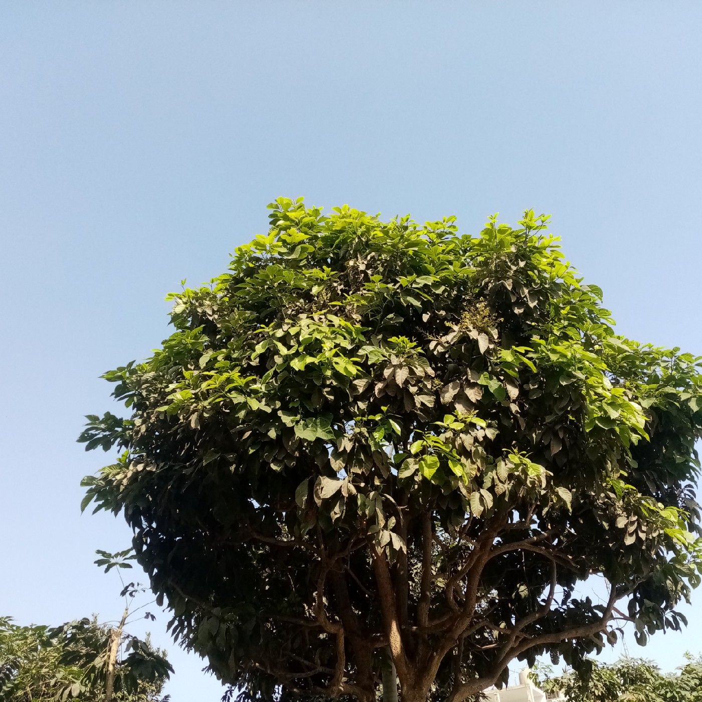 El podcast de lgpconecta