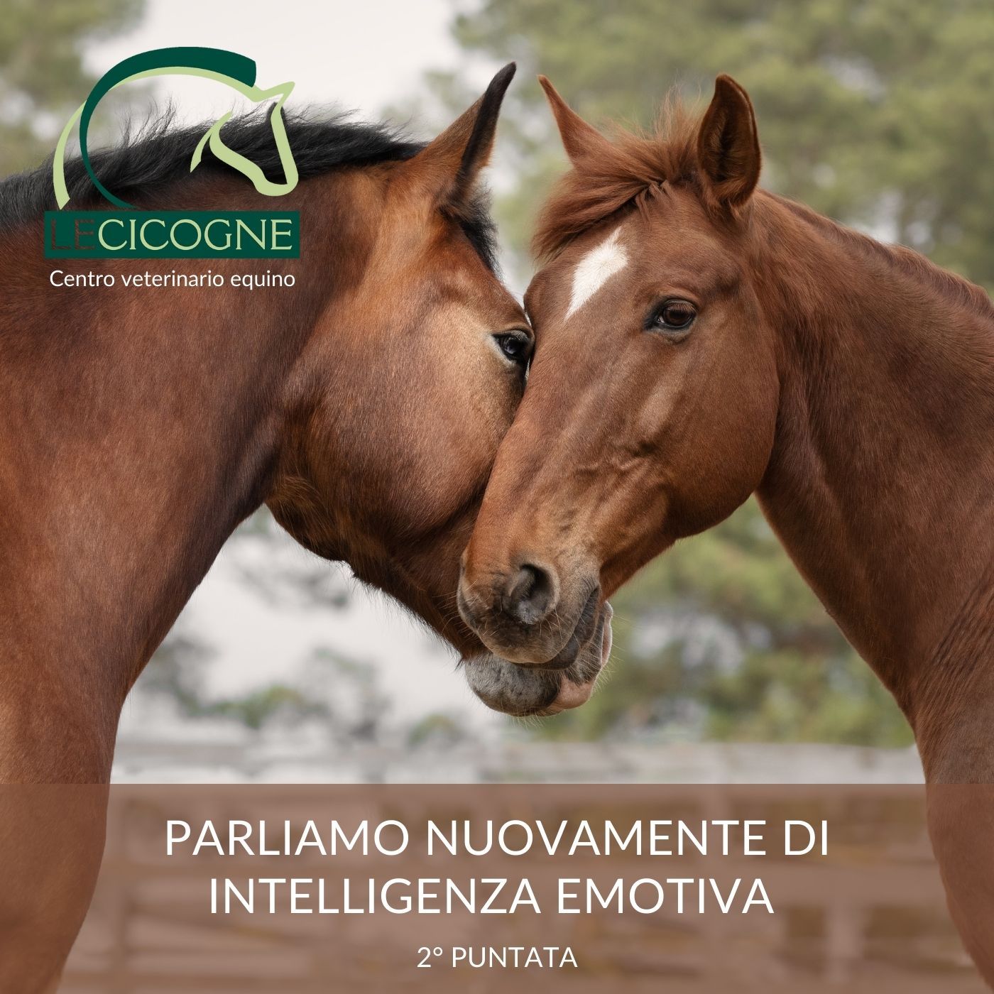 I cavalli: parliamo di salute e benessere