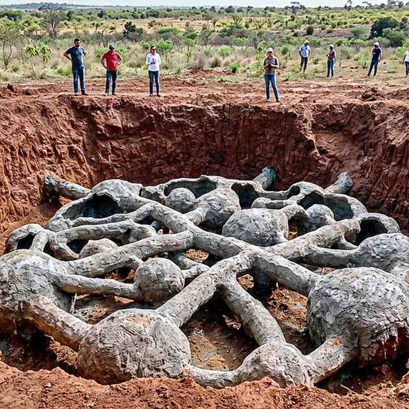 They Poured Cement into an Ant Colony and Discovered a Whole City episode artwork