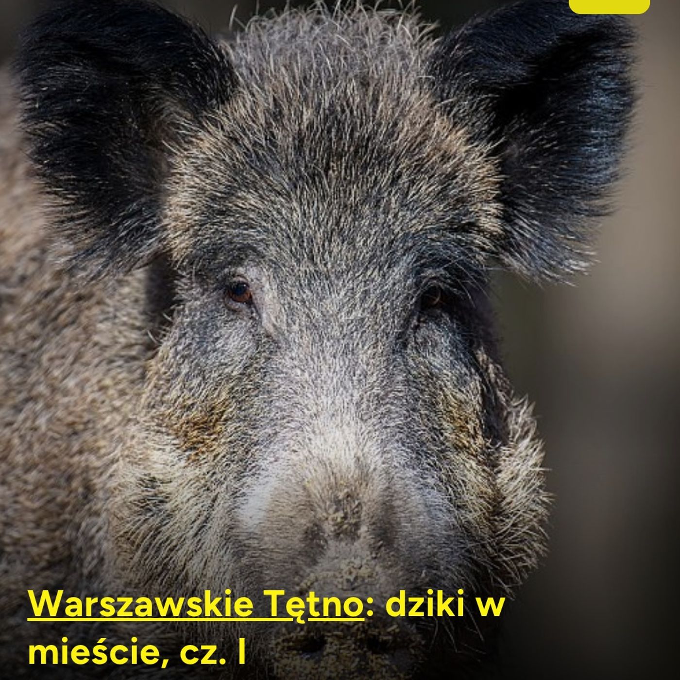 Warszawskie Tętno: dziki w mieście (cz. 1) episode artwork