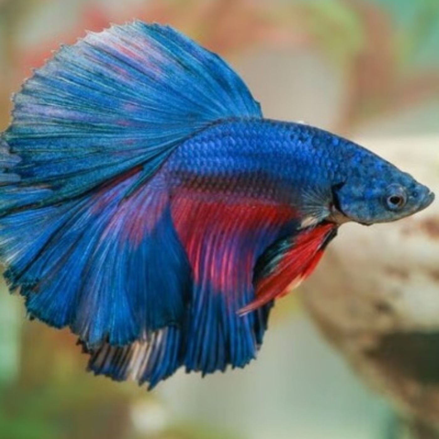 How Can BETTAs Live Together?
