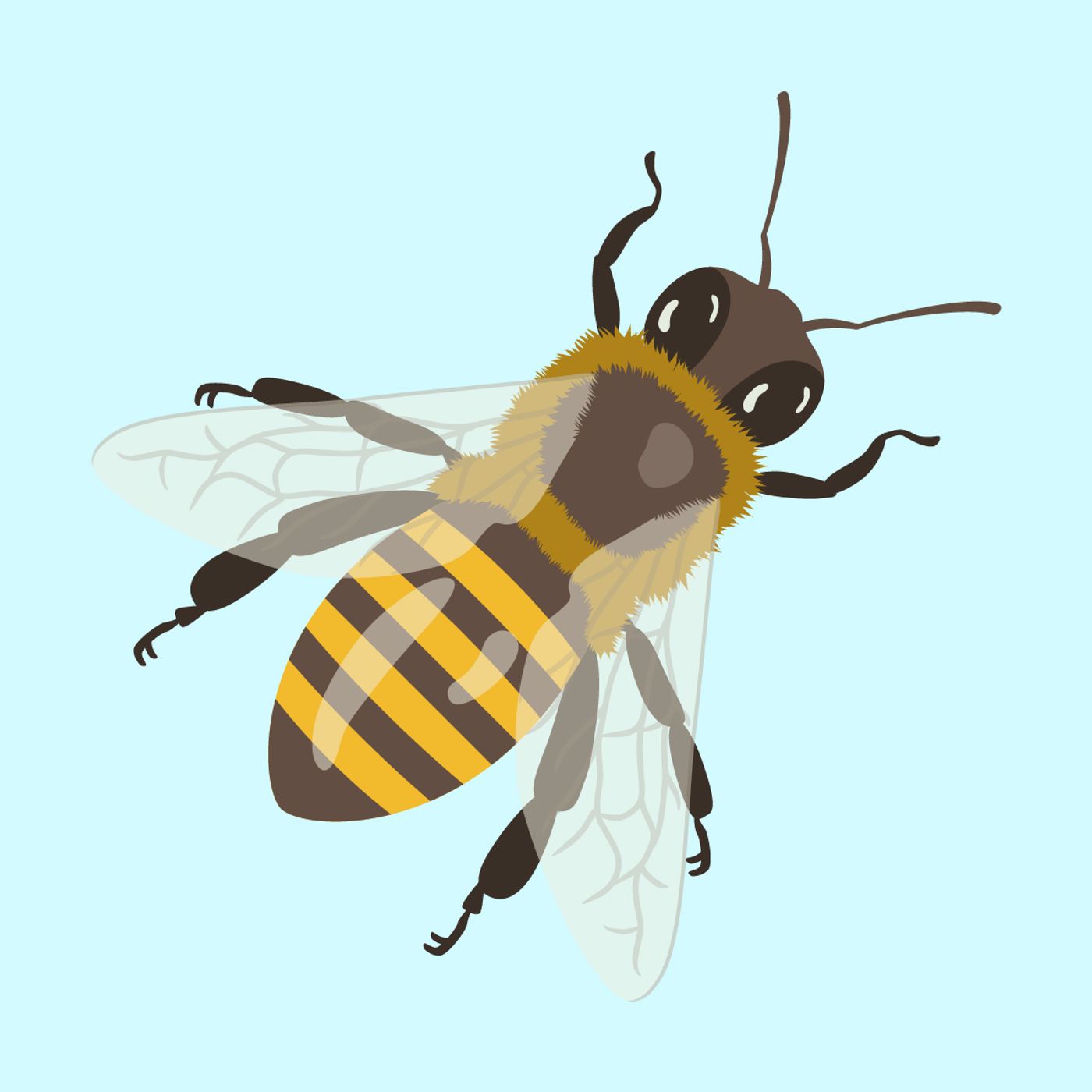 Miód i ul pod lupą, czyli co wiemy o pszczołach