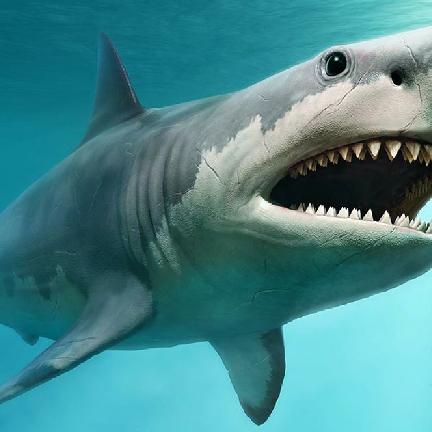 (15 Million Old Megatooth Shark Find By Man, in North Carolina) episode artwork