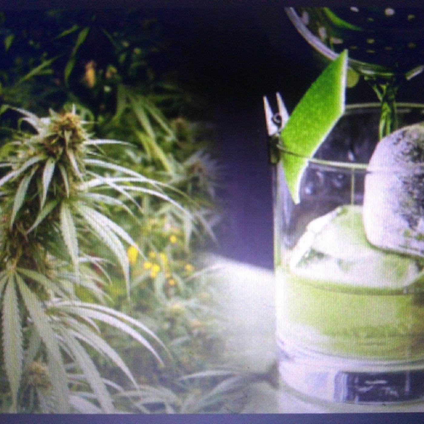 Blow-stoned-Hotopics cover art