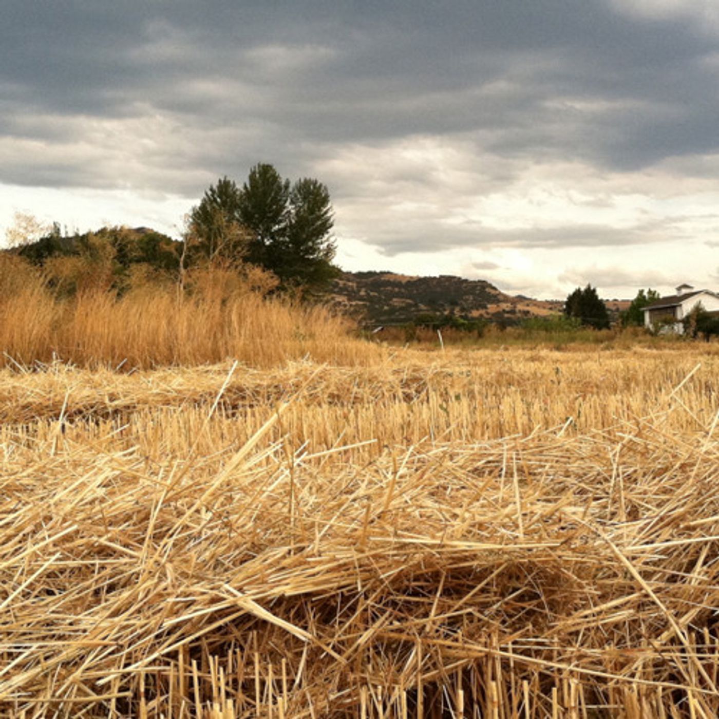 Southern Oregon County Will Consider GM Crop Ban In 2014 episode artwork
