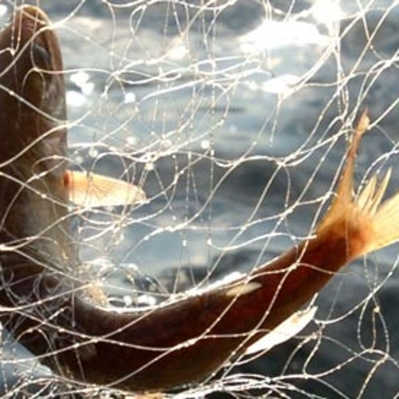 Anti-Gillnet Coalition Ends Ballot Measure Campaign episode artwork