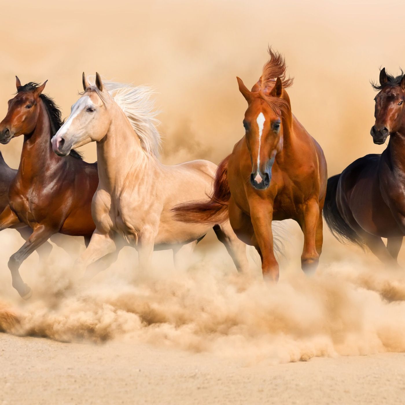 30 cuentos para niños de caballos