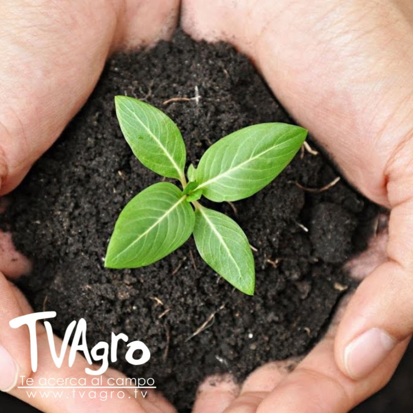 TV AGRO
