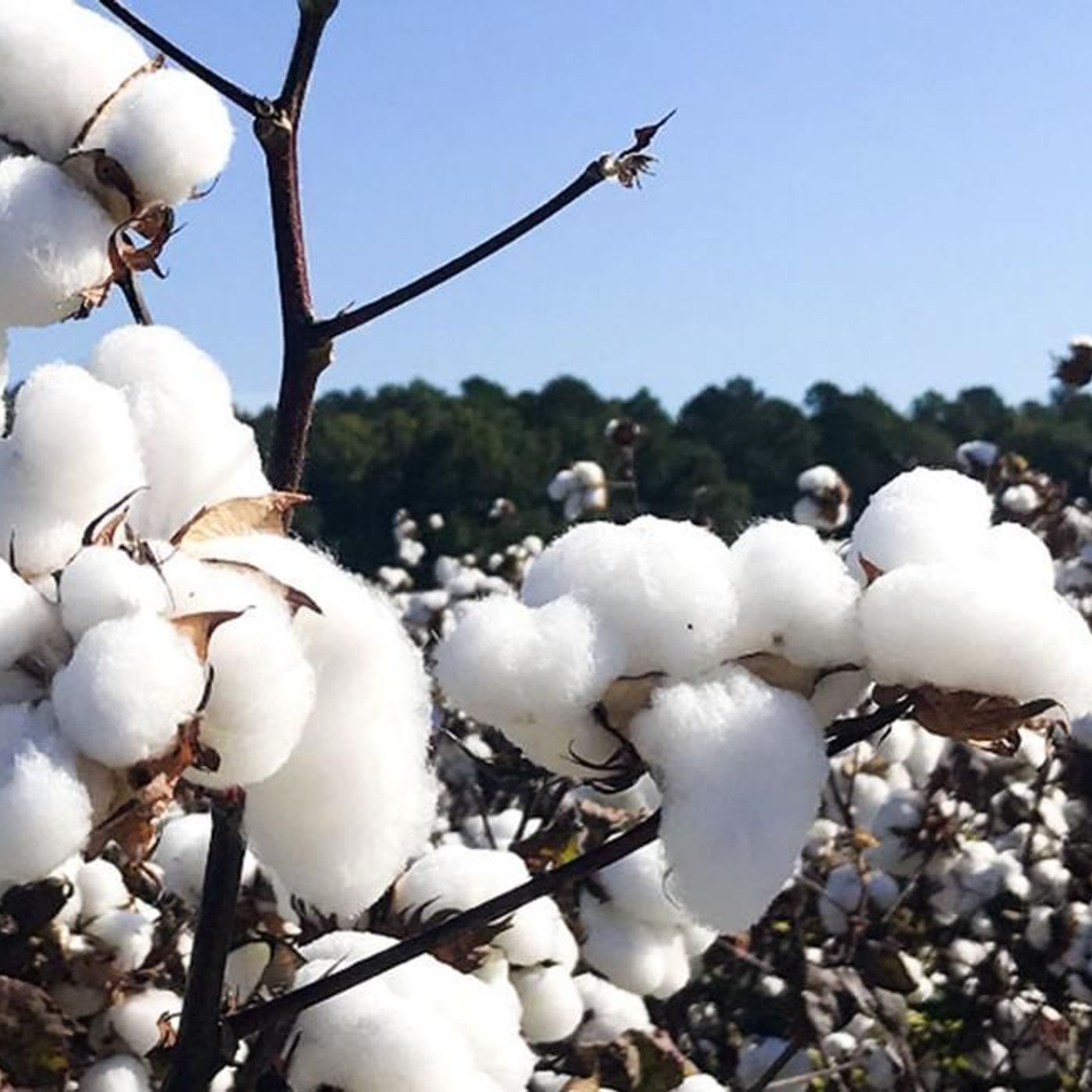 Algodão: relatório do USDA e avanço do plantio em Mato Grosso | BBcast Agro - 27/01/2026 Algodão: relatório do USDA e avanço do plantio em Mato Grosso | BBcast Agro - 27/01/2026