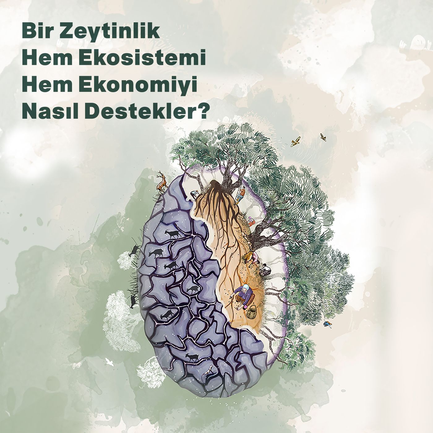 Bir Zeytinlik Hem Ekosistemi Hem de Ekolojiyi Nasıl Destekler? episode artwork