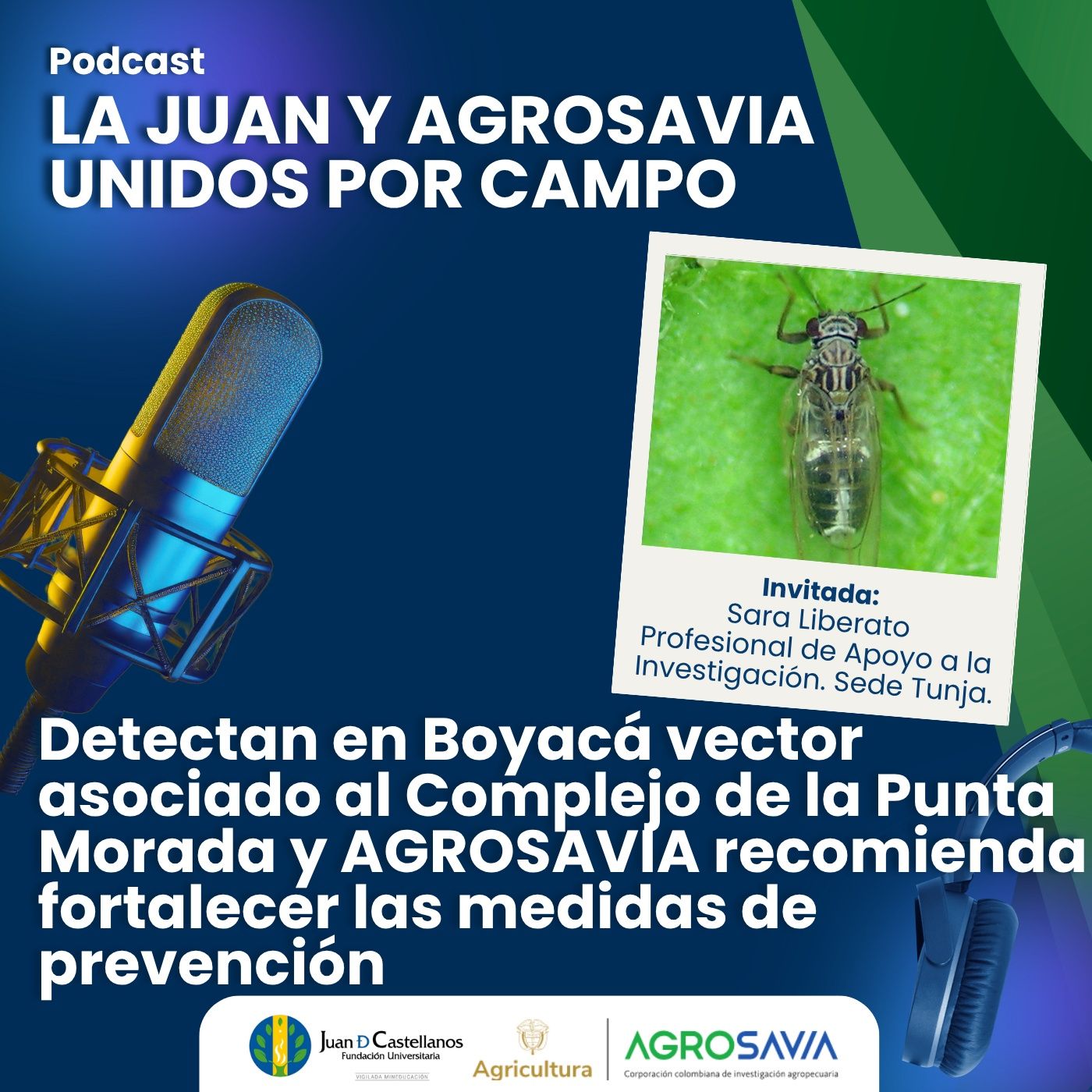 Juan D Castellanos FM 105.4 - En Boyacá detectan un vector asociado al complejo de la Punta morada episode artwork